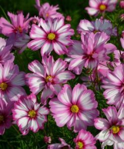 Cosmos bipinnatus Capriola