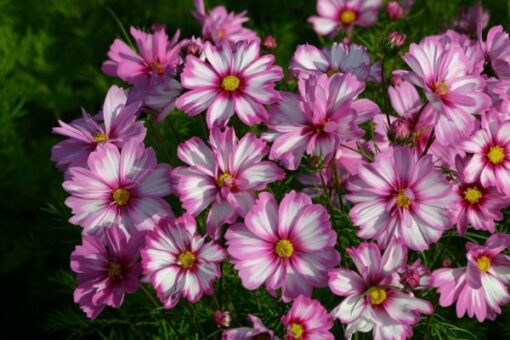 Cosmos bipinnatus Capriola