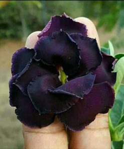 black adenium