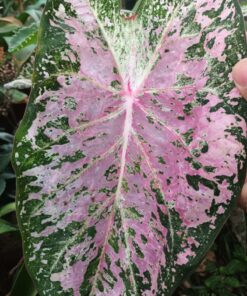 Caladium Pink