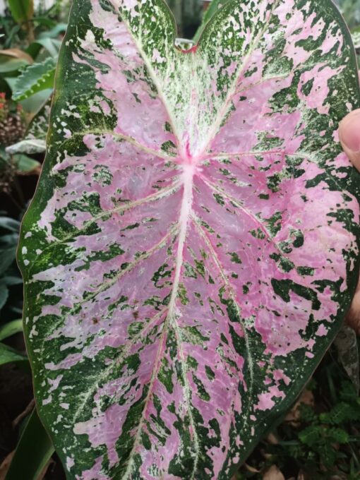 Caladium Pink