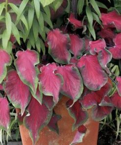 Caladium Red Ruffle