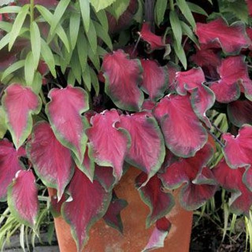 Caladium Red Ruffle buy online at www.seedsnpots.com