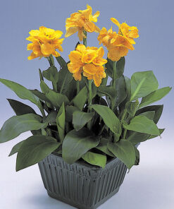 Alternative view of Canna Tropical summer mix pack of 5 seeds