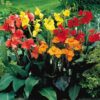 Canna Tropical summer