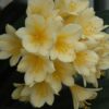 clivia