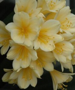 clivia