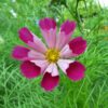 Cosmos pied piper red