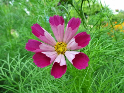 Cosmos pied piper red
