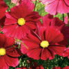 Cosmos Casanova Red