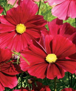 Cosmos Casanova Red