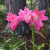 Crinum Amoenum Pink