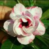 adenium plant