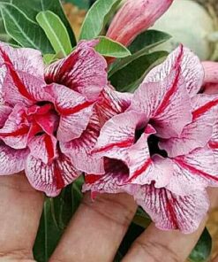 Adenium Plant Grafted multi color Mc235
