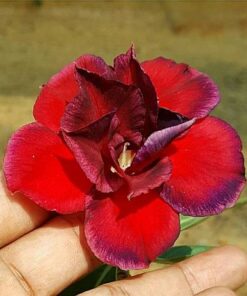 adenium plant