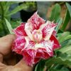 adenium plant