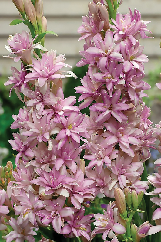 Rajnigandha Pink Flower Bulbs Only