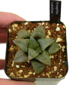 Alternative view of Haworthia Magnifica Atrofusca rare succulent
