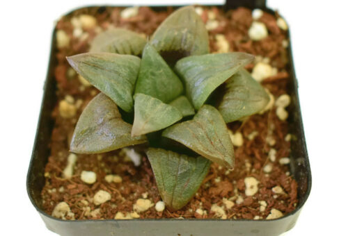 Haworthia magnifica v. atrofusca