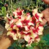 adenium plant