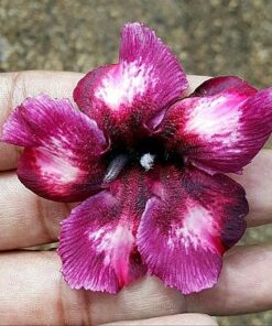 adenium plant