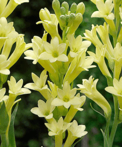 Rajnigandha yellow
