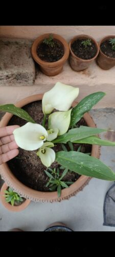 Calla Intimate Ivory Pack of 1 Bulb photo review
