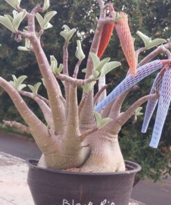 Adenium Black Rio