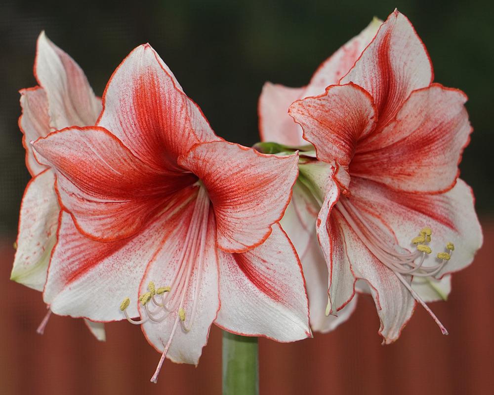 Amaryllis Coral beach bulb buy at seedsnpots.com