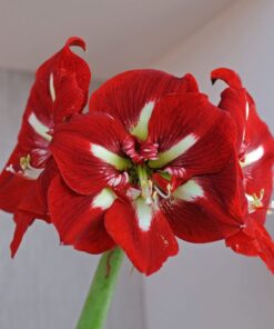 Amaryllis Barbados