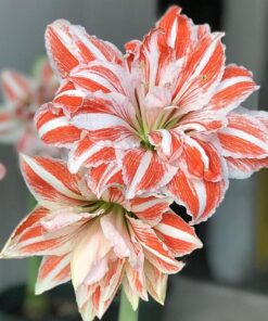 Amaryllis Dancing Queen bulb pack of 1 bulb