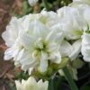 Amaryllis Ice Queen