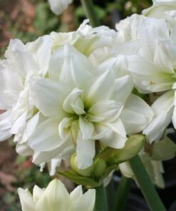 Amaryllis Ice Queen