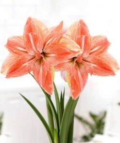 amaryllis lady jane