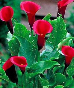 Calla Atlantic city