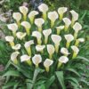 Calla Intimate Ivory