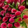 Calla Lily Red Symphony