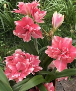 Amaryllis double dream