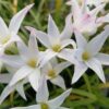 Rain lily mali