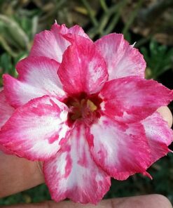 adenium grafted