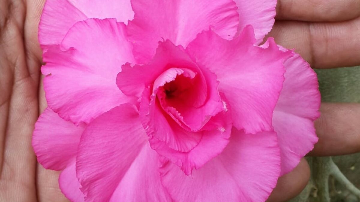 Adenium Plant Grafted Pink color P10