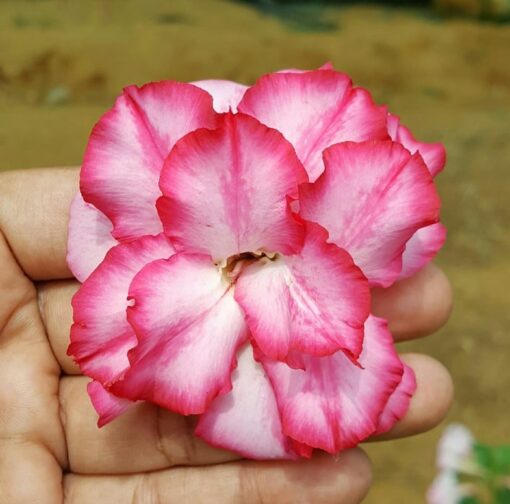 adenium plant