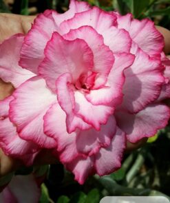 pink adenium p2