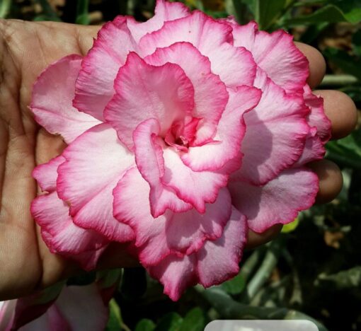 pink adenium p2