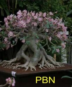 Adenium Arabicum PBN