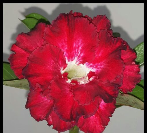 adenium plant r39