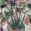 Adenium raniganj