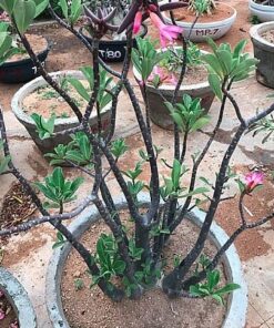 Adenium raniganj