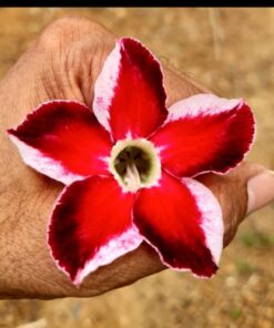 red adenium smc529