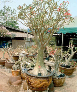 Adenium somalense